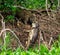 Jaguar caught the caiman and drags it ashore deep into the forest.