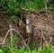 Jaguar caught the caiman and drags it ashore deep into the forest.