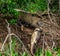 Jaguar caught the caiman and drags it ashore deep into the forest.