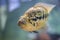 Jaguar cichlid fish or parachromis managuensis