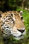 Jaguar closeup in jungle