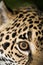 Jaguar closeup in jungle