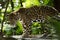 Jaguar closeup in jungle