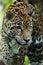 Jaguar closeup in jungle