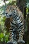 Jaguar closeup in jungle