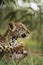 Jaguar cubs in grass