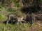 Jaguar cubs playing