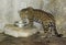 A Jaguar Drinks in its Zoo Enclosure