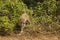 Jaguar Flicking Tail alongside Jungle Bushes