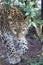 Jaguar Leopard Chetaa close up portrait