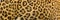 Jaguar, leopard and ocelot skin texture