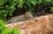 Jaguar lies on the ground among the jungle.