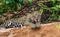 Jaguar lies on the ground among the jungle.