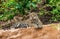 Jaguar lies on the ground among the jungle.