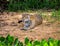 Jaguar lies on the ground among the jungle.