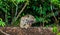 Jaguar lies on the ground among the jungle And yawns. Close-up.