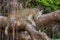 Jaguar lies on a picturesque tree in the middle of the jungle.