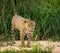 Jaguar looks out over river looking for prey