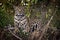 Jaguar lying down in undergrowth faces camera