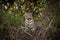 Jaguar lying down in undergrowth looks left