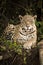 Jaguar lying by log in dense forest