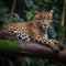 Jaguar lying on a log in the jungle, Panthera onca