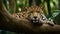 Jaguar lying on a tree in amazon rainforest