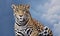 Jaguar, Panthera on blue sky background
