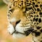 Jaguar - Panthera onca