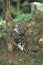 JAGUAR panthera onca, CUB PLAYING WITH TREE TRUNK