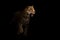 Jaguar ( panthera onca ) in the dark