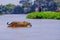 Jaguar, Panthera Onca, Female, observed by unrecognizable tourists crossing Cuiaba River, Pantanal, Brazil