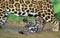 Jaguar, panthera onca, Female Playing with Cub