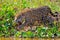 Jaguar, Panthera Onca, on the hunt, Cuiaba River, Porto Jofre, Pantanal Matogrossense, Mato Grosso do Sul, Brazil