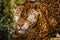 Jaguar Panthera onca majestic feline, hunting in Pantanal, Brazil