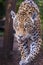 Jaguar Panthera onca majestic feline, hunting in Pantanal, Brazil