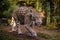 Jaguar Panthera onca majestic feline, hunting in Pantanal, Brazil