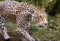 Jaguar Panthera onca majestic feline, hunting in Pantanal, Brazil