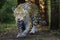 Jaguar Panthera onca majestic feline, hunting in Pantanal, Brazil