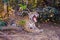 Jaguar, Panthera Onca, with open mouth on a riverbank, Cuiaba River, Porto Jofre, Pantanal Matogrossense, Brazil