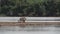 Jaguar, Panthera onca, in the Pantanal, Brazil