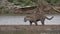 Jaguar, Panthera onca, in the Pantanal, Brazil