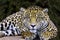 Jaguar (Panthera onca) in portrait and selective focus with depth blur