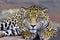 Jaguar (Panthera onca) in portrait and selective focus with depth blur