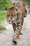 Jaguar Panthera onca wild cat species, genus Panthera native to the Americas. Largest native cat species of the New World and