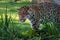 Jaguar prowling through long grass. Panthera Onca