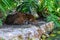 A jaguar resting on the rock and living in the wild in the middle of the tropical jungle of the Mayan Riviera in Mexico