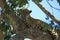 Jaguar Resting in Tree