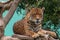 Jaguar resting on tree platform in Parque de las Leyendas Zoo in Lima Peru S America