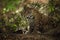 Jaguar sitting beneath trees in sunlit forest